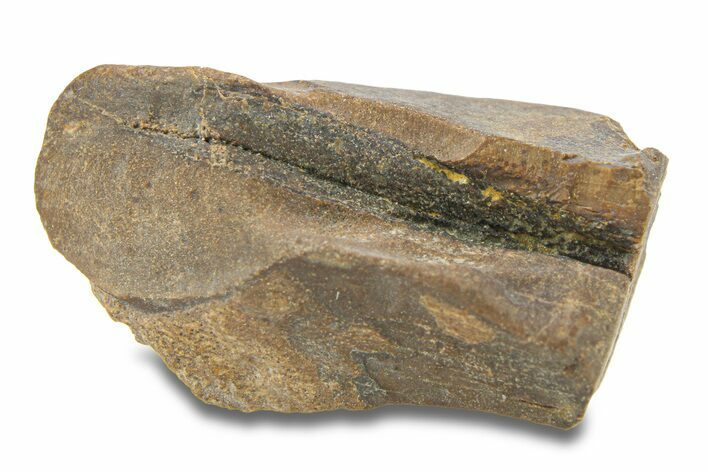 Fossil Dinosaur (Triceratops) Shed Tooth - Wyoming #289170